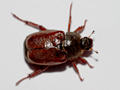 Hoplia philanthus
